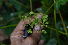 Pimpinella wallichiana